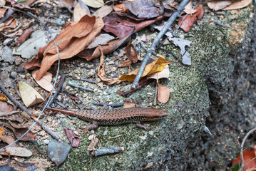 Small gray lizard sitting on the side of a road covered with dry leaves