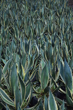 Plant, Bogot&aacute; Colombia