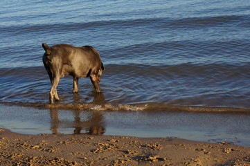 Dog not horse on the beach. 