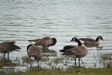 Five Canadian Geese by the lake