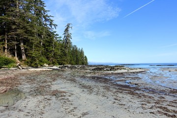 An incredible view of the sandy beaches of nels bight and experimental bight, surrounded by forest...