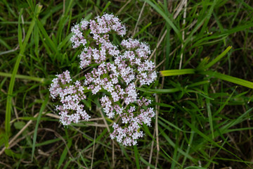 large blooming valerian bud in the meadow