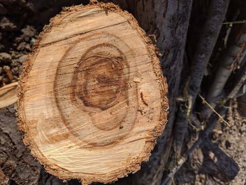 tree stump texture
