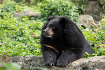 Naklejka na ściany i meble Asian black bear