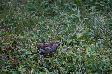 Little sparrow on the grass