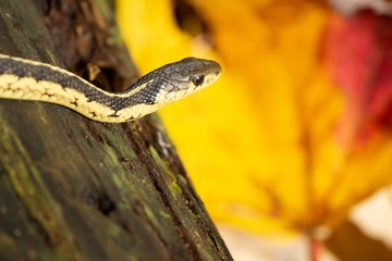 Fall Snake Portrait