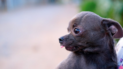 A sad frightened chihuahua puppy in the arms of a man. focus on the dog.