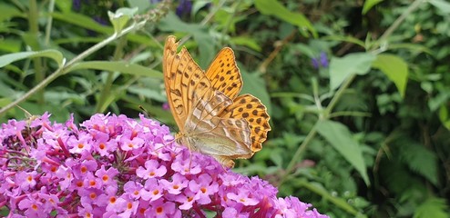 Orange farbener Schmetterling auf eine Blume