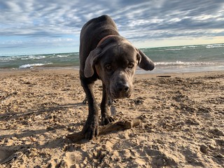 Dog walking on the beach.