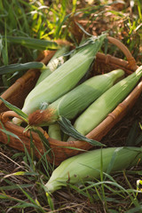 Organic corn in the basket, farm products. Rustic style. Farming.