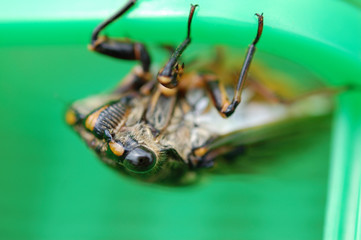 虫取りカゴから顔を覗かせているセミ