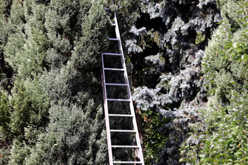 leiter für baumpflege in einem park