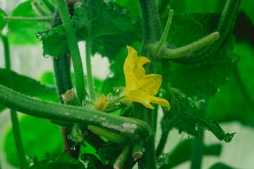 Closeup of orange marigold flowers and foliage. High quality photo