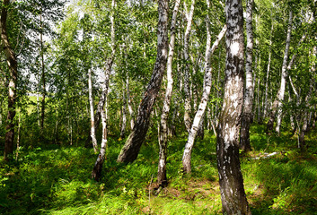 White birch trees in the forest.