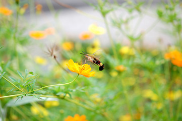 花の蜜を吸うためにホバリングしているオオスカシバ