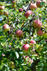 Rote Äpfel am Baum in Mittagssonne