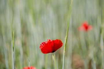 Obraz premium Beautiful field of red poppy flowers or papaver rhoeas poppies and green ears of wheat. Close up view of fire red flower