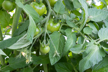 green, still small tomatoes grown in a home greenhouse