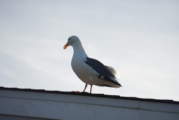 Obraz premium Seagull standing calmly on the roof