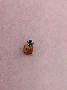 ladybird on a hand