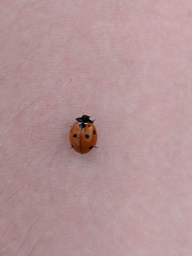 ladybird on hand