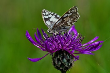 marbled white butterfly on thistle