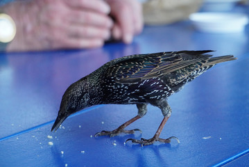 The bird concentrates on eating bread crumbs