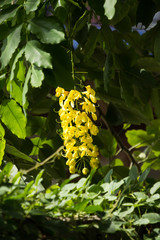 Small Yellow Flower or Cassia fistula flower