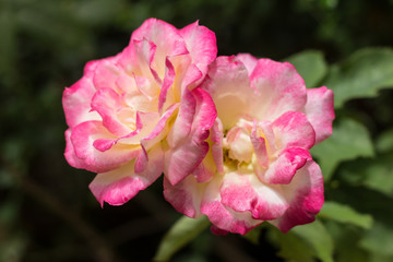 Obraz premium Pink and white rose flower
