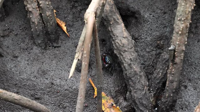Fiddler crab or Ghost crab with Colorful Claws in the Mangrove Forest at Low Tide. Small Crab in Big Wood Tree Roots in National Park in Pran Buri, Thailand