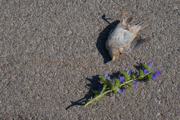a dead bird lies on the asphalt