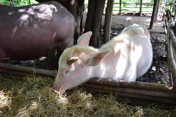 Rare albino buffalo from Thailand.