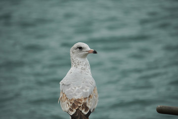 The seagull by the lake looks backward