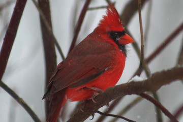 Cardinal in Snow