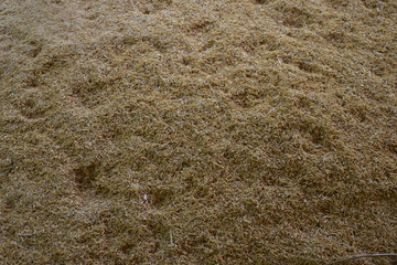 Rice production from ancient Thailand