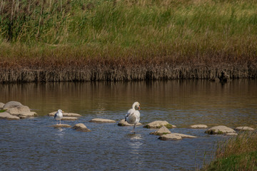 Naklejka na ściany i meble A sea gull and a swan is standing on rocks in a sea cove wih grass background.