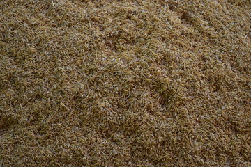 Rice production from ancient Thailand
