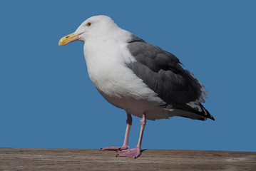 This is a fat seagull