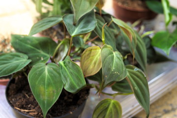 Dark green velvety foliage of Philodendron micans, a popular tropical aroid houseplant used in indoor gardens © Marijke