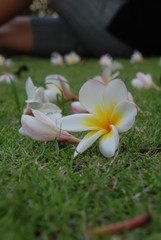 Flowers on the grass.