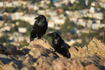 Two black crows standing on the stone
