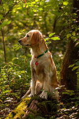 golden retriever dog in the forest