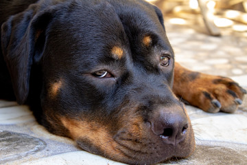 Rottweiler dog portrait laying on the floor  