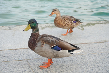 Two mallard ducks by the water