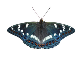 Beautiful black-white butterfly isolated on a white background