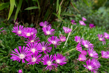 Livingstone daisy or ice plant in garden. Bright purple flowers