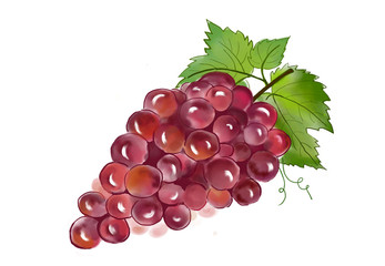 Red grape with green leaf watercolor illustration