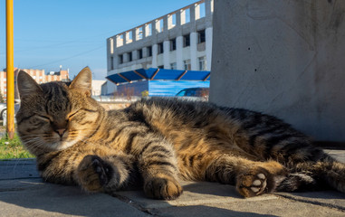 Obraz premium A yard cat sleeps in the warm autumn sun.