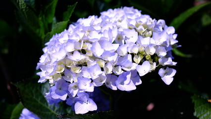 white lilac flowers