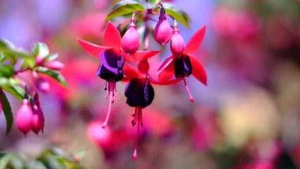 pink flowers in the garden